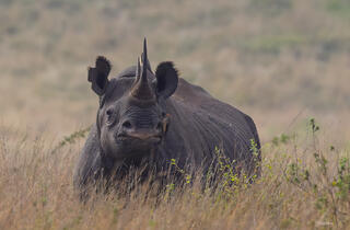 Rhinoceros