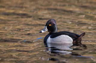 Ringed-Neck Duck