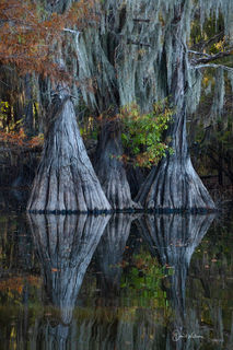 Cypress Reflections