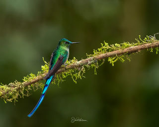 Long Tailed Sylph