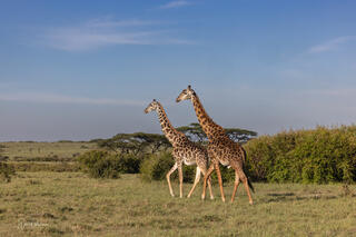 Giraffes
