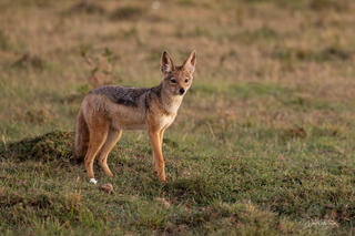 Jackals