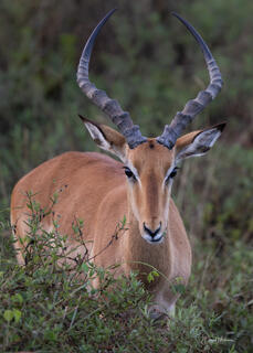 Antelope Species