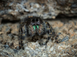 Jumping Spider II
