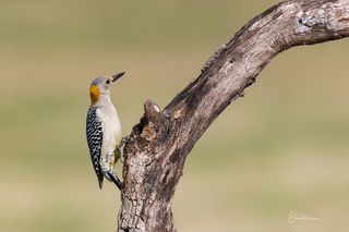 Female Golden-Fronted Woodpecker