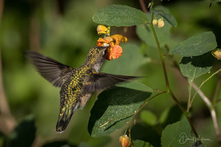 Hummer In The Jewelweed
