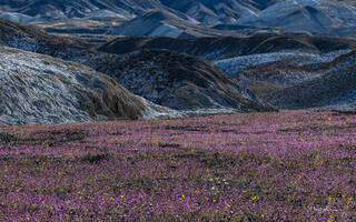 Death Valley Super Bloom 5