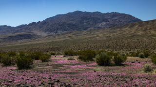 Death Valley Super Bloom 2