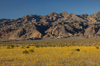 Death Valley Super Bloom 9