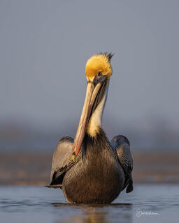 Brown Pelican