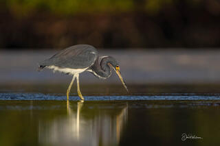 Tricolored Heron II