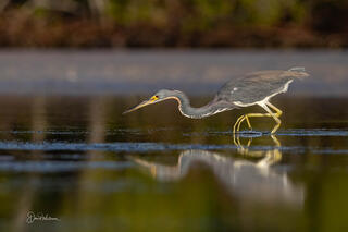 Tricolored Heron