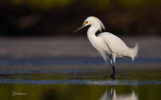 Snowy Egret