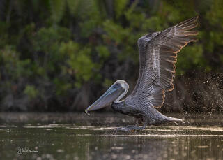 Brown Pelican Take Off