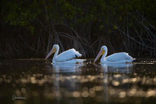 White Pelicans