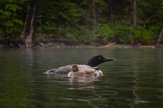 A Common Loon and Chick
