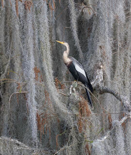 Anhinga