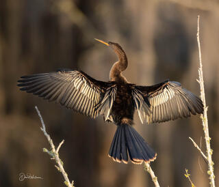 Resting Anhinga