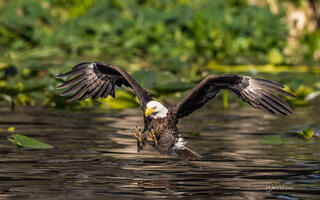 Bald Eagle Approach