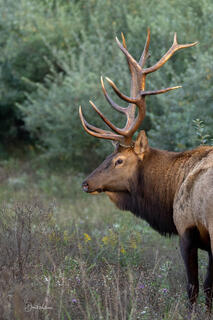 Elk Portrait IV