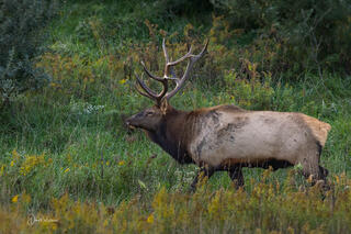 Bull Elk II