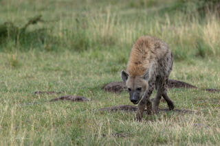 Hyenas