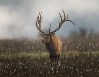 Bull Elk with Large Rack