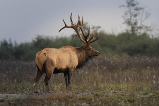 Bull Elk with Large rack II