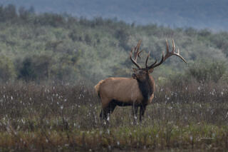 Bull Elk with Large Rack III