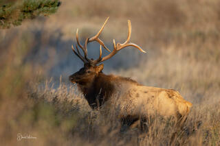 Elk Portrait III