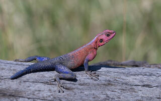 Reptiles