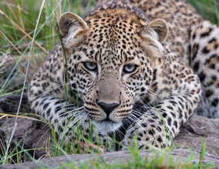 Those Eyes, Leopard in Kenya