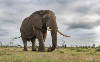 Elephants