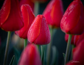 Tulips