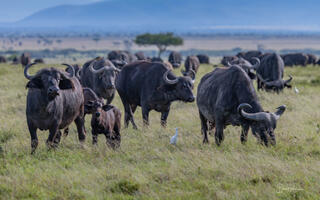 African Buffalo