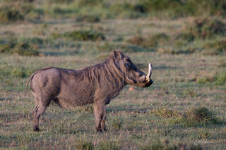 Warthog