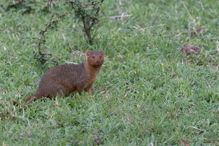 Mongoose