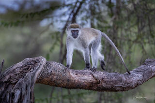 Primates