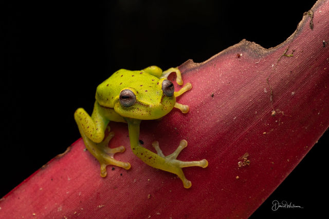 Polka Dot Tree Frog print