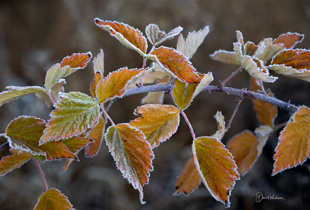 Frost On The Leaves print