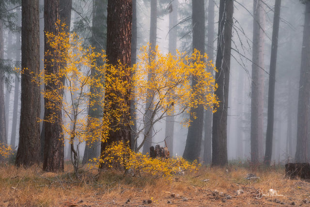 Yellow Tree Out Of The Fog print
