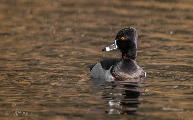 Ringed-Neck Duck print