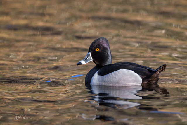 Ringed-Neck Duck print
