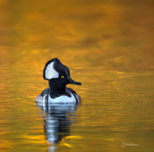 Hooded Merganser print
