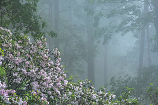 Misty Morning In The Laurel print