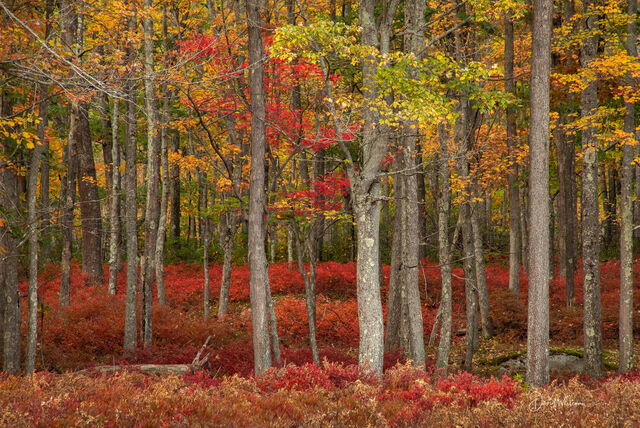 Fall Color in the Quehanna Wilds print