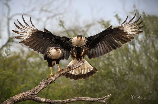 Northern Crested Caracara print