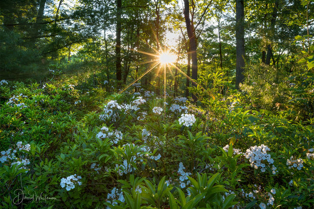 Sunrise On The Mountain Laurel print