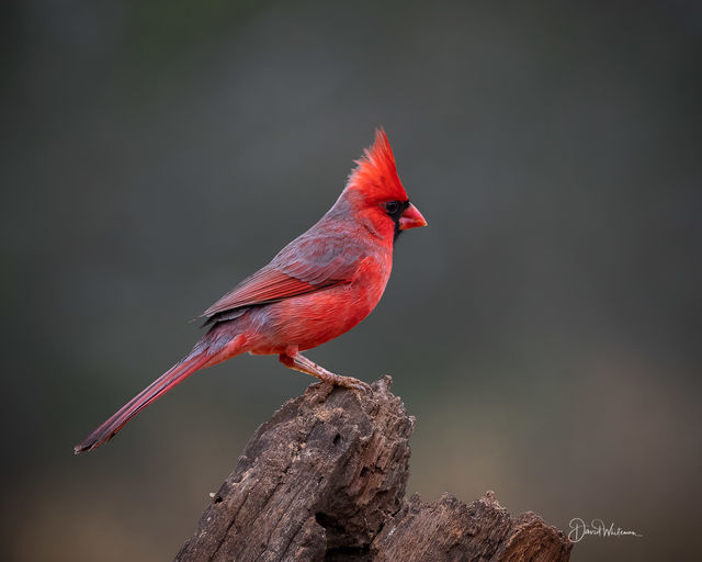 Cardinal  print