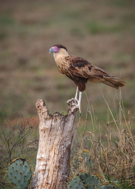 Juvenile Northern Crested CaraCara print